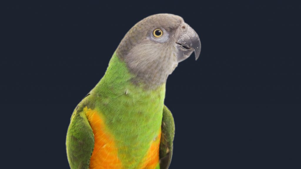 Poicephalus parrots