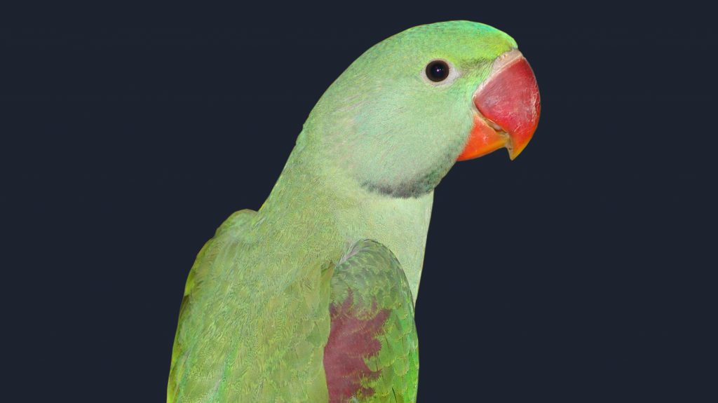 Ring-necked parakeets