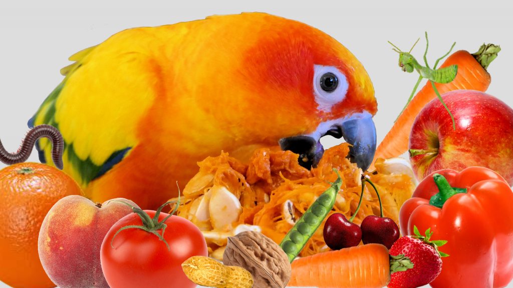 Żywienie papug